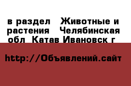  в раздел : Животные и растения . Челябинская обл.,Катав-Ивановск г.